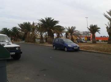 Palmeral en el acceso a Las Huesas (Foto TA)