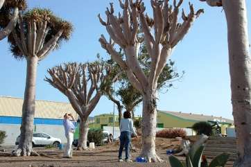 Muy pocos ejemplares del dragonal se mantienen erguidos (Foto TA)