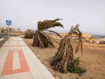 Palmeras casi muertas en un margen del vial costero de Telde (Foto Gumersindo Hernández)