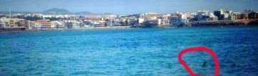 Tiburón visto en aguas próximas a Salinetas el pasado verano (Foto TA)