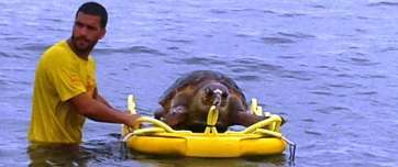 Momento del rescate (Foto Carmen Delia Suárez/TA)