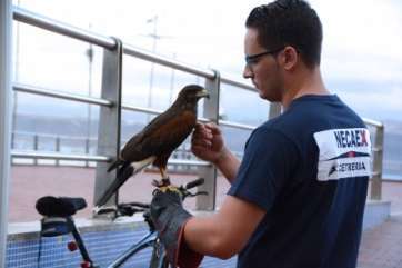 Un adiestrador con una de las águilas de Harris (Foto Acfi Press)