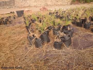 Estado de abandono del vivero municipal (Foto TA)