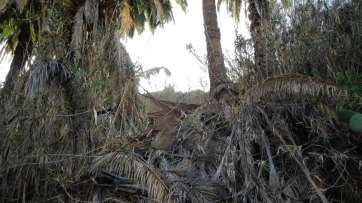 Los ejemplares phoenix canariensis se secan en el barranco del Tundidor (Foto TA)