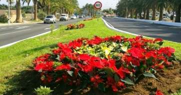 Flores de Pascua plantadas en el parterre central de la Avenida del Cabildo (Foto TA)