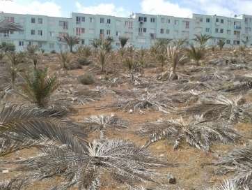 Palmeral en mal estado en Telde (Foto TA)