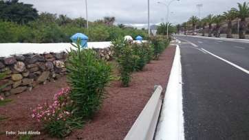 Adelfas plantadas en el parterre central de la Avenida del Cabildo (Foto José Alzola)