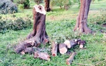 Tala de acebuches y de otras especies en el sector de Santidad (Foto TA)