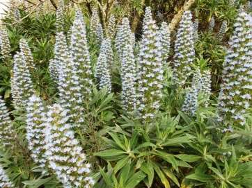 Tajinaste azul (Foto Gumersindo Hernández Betancor)