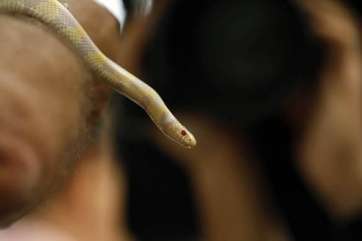 Culebra real (Foto TA)