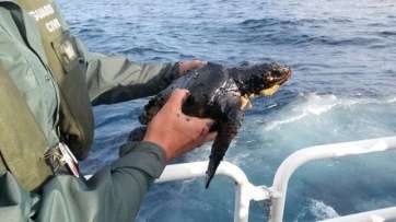 La tortuga manchada de fuel (Foto Guardia Civil)