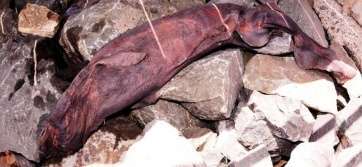 Imagen de los restos de un tiburón en el muelle de Taliarte (Foto TA)