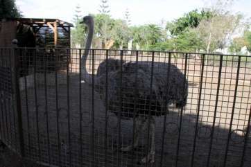 Avestruz del parque urbano de San Juan (Foto Jesús Ruiz Mesa)