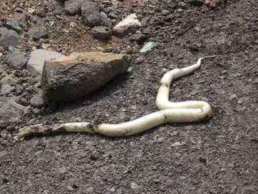 Imagen de una culebra de California avistada en Telde (Foto TA)