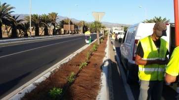 Imagen de archivo de una plantación en el parterre central de la Avenida del Cabildo (Foto TA)