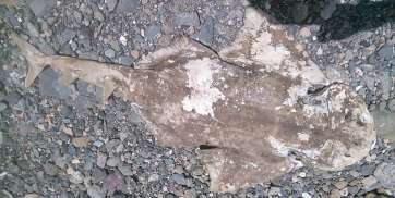 Imagen del cadáver del angelote aparecido en Taliarte (Foto TA)