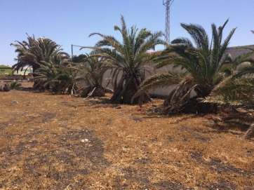 Imagen del abandonado palmeral de Las Remudas (Foto TA)