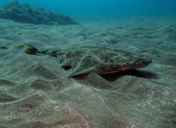 El tiburón ángel (Squatina Squatina) o angelote (Foto cedida por Santiago Hernández)