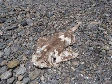 Imagen del tiburón ángel hallado sin vida en Taliarte (Foto TA)