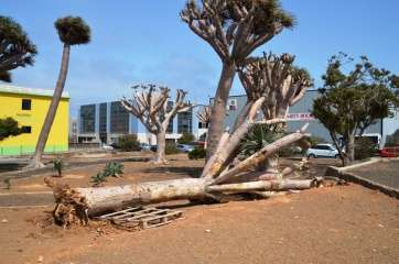 El ejemplar de drago, tal y como quedó, en una imagen tomada hace unos minutos (Foto TA)