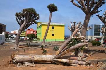 Drago que cayó la pasada semana por la falta de riego (Foto TA)