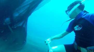 Manta atrapada en la malla de pesca (Foto TA)