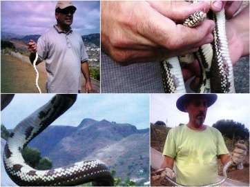 Collage de fotos de las serpientes capturadas (Foto TA)