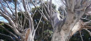 Laurel de Indias de San Juan, en la UVI (Foto TA)