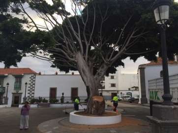 Imagen del Laurel de Indias tras la poda (Foto TA)