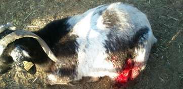 Imagen de uno de los animales heridos tras los ataques (Foto TA)