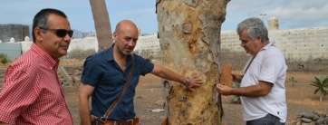 Los dos técnicos del Jardín Canario que visitaron el dragonal en agosto pasado junto al concejal de Medio Ambiente, Álvaro Monzón (Foto TA)