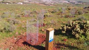 Imagen de una de las nuevos ejemplares de oro de risco plantados en Telde (Foto TA)