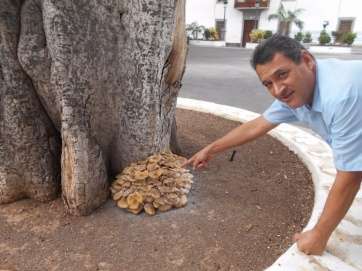 Ramillete de setas en la base del árbol (Foto TA)