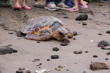 Suelta de tortugas (Foto TA)