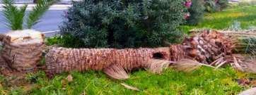 Palmera atacada por el hongo (Foto TA)