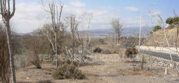 Estado de abandono del bosquecillo (Foto TA)