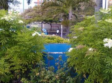 La planta se desarrolla en los parterres ubicados al sur del parque (Foto TA)