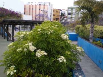 Sáuco del parque urbano de La Barranquera (Foto TA)