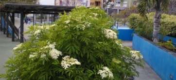 Ejemplar de saúco nigra en el parque urbano de La Barranquera (Foto TA)