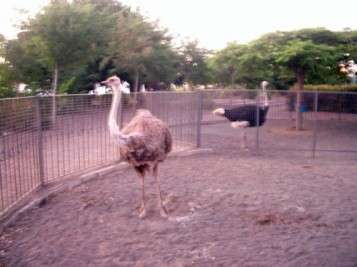 Imagen de archivo de las avestruces del parque de San Juan (Foto TA)