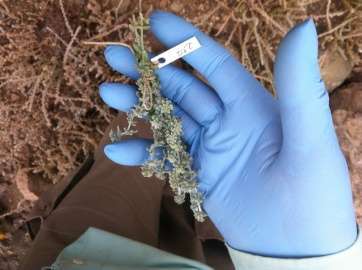 Ejemplar de yerbamuda (Foto TA)