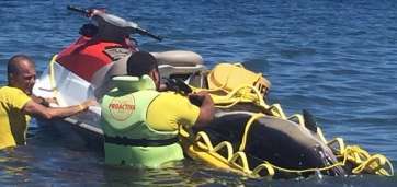 Delfín hallado en El Salado (Foto TA)