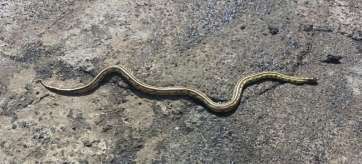 Imagen de un ejemplar de culebra real de California localizada en Telde (Foto TA)