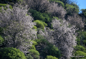 Imagen de archivo de un almendro en flor (Foto Antonio Alí)