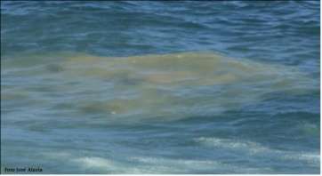 Vertido en el mar procedente de la depuradora de Jinámar (Foto José Alzola)