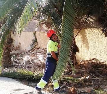 Trabajos de poda en Eucaliptos II (Foto TA)