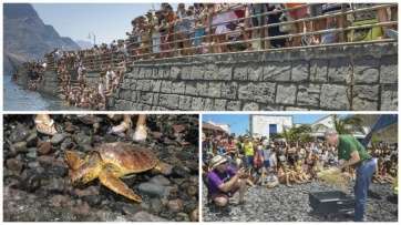 Mosaico de fotos de la suelta de las dos tortugas (Foto TA)