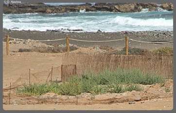 Ejemplares de yerbamuda en la costa de Jinámar (Foto TA)