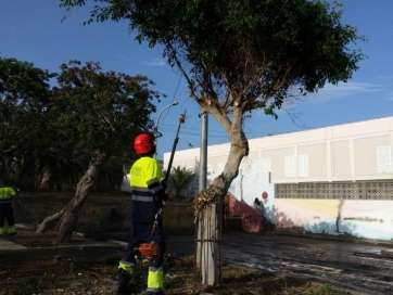 Imagen de archivo de una poda en Telde (Foto TA)