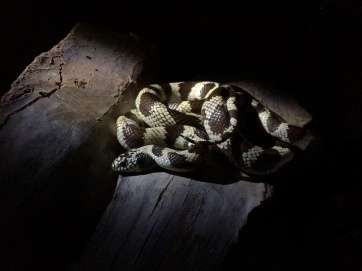 Ejemplar de culebra (Foto Ramón Gallo)